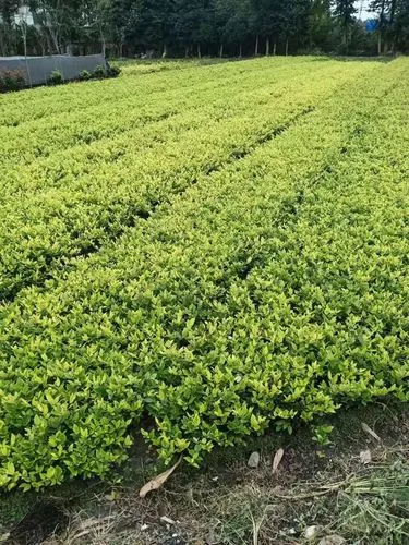 创意尽在绿化景观色设计:让公共空间焕发活力。 创意尽在绿化景观色设计:让公共空间焕发活力。
