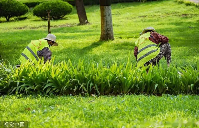 园林管理常见问题一一揭秘:如何正确施肥,让植物茁壮成长? 园林管理常见问题一一揭秘:如何正确施肥,让植物茁壮成长?