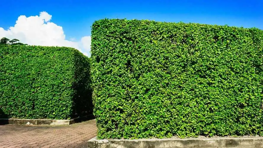 市政园林追赶发展步伐,亟需解决植被生长失衡问题 市政园林追赶发展步伐,亟需解决植被生长失衡问题
